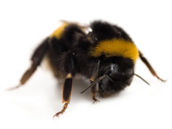 Single Bumblebee Isolated On White — Stock Photo, Image