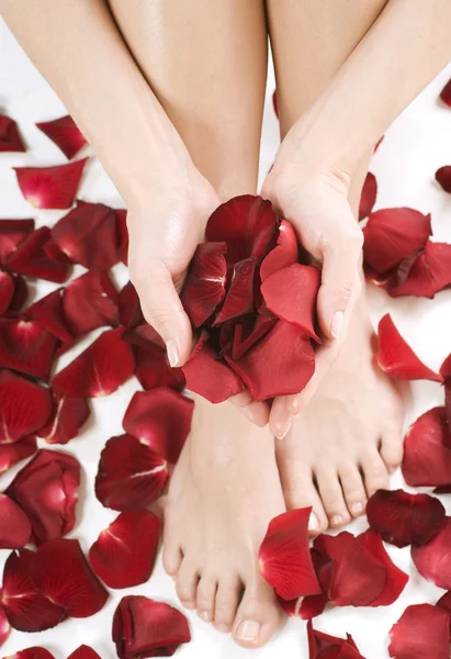 Beautiful woman's hands and legs with red rose petals — Stock Photo, Image