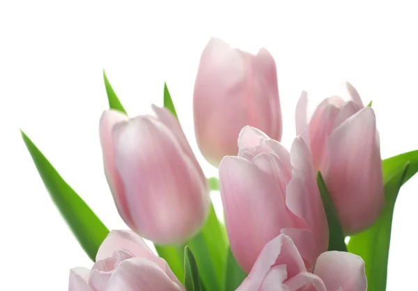 Beautiful Tulips Isolated On White Royalty Free Stock Photos