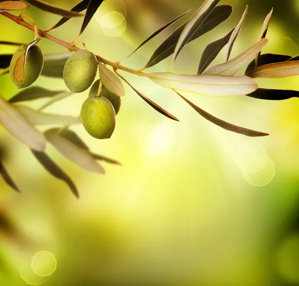 Olive Immagini Stock Royalty Free