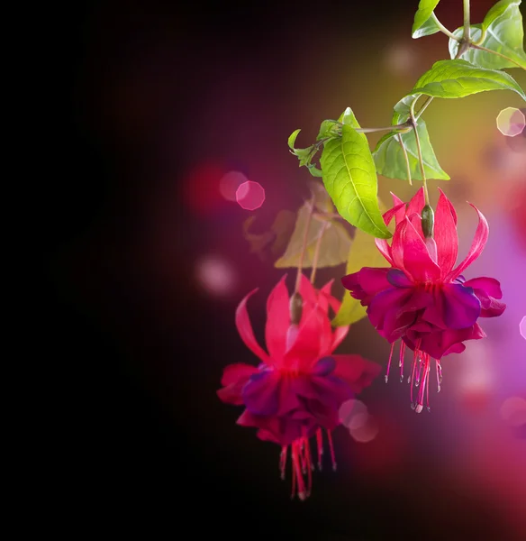 Kwiaty fuksja — Zdjęcie stockowe