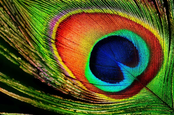 Peacock Feather Stock Picture