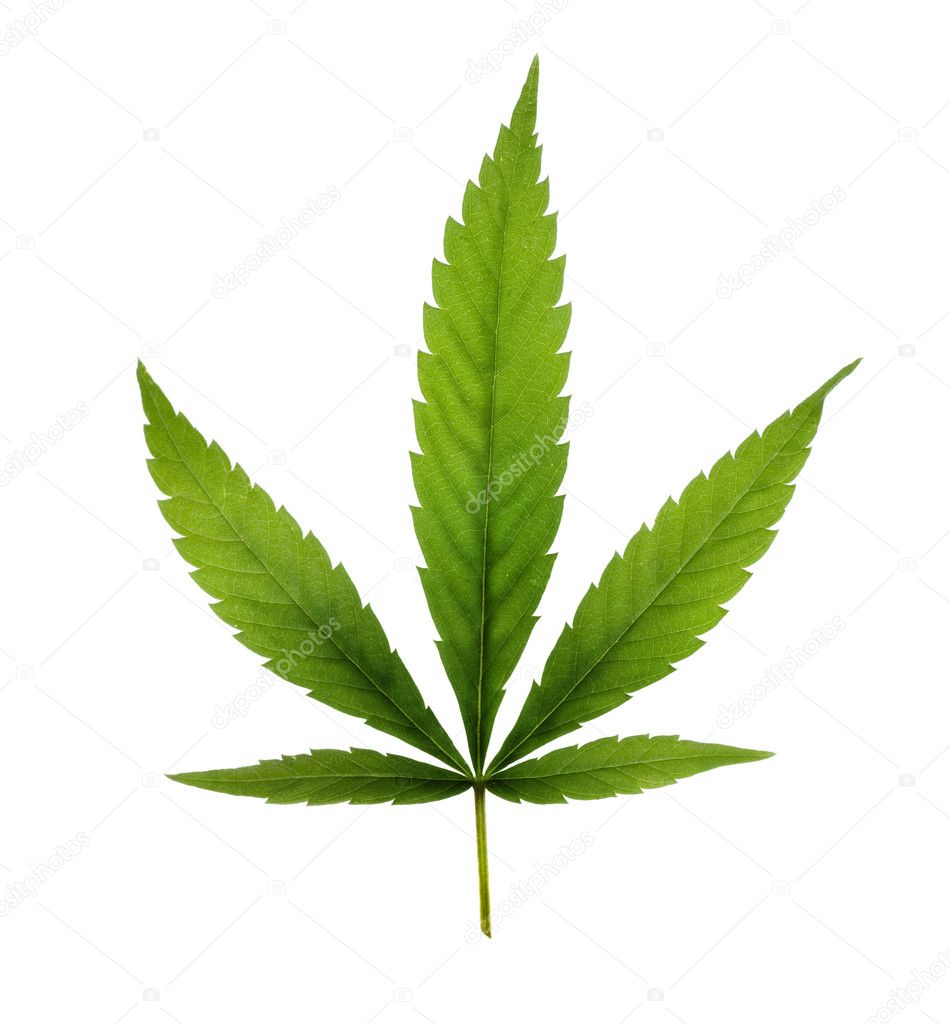 Cannabis — Stock Photo © Subbotina #10676605