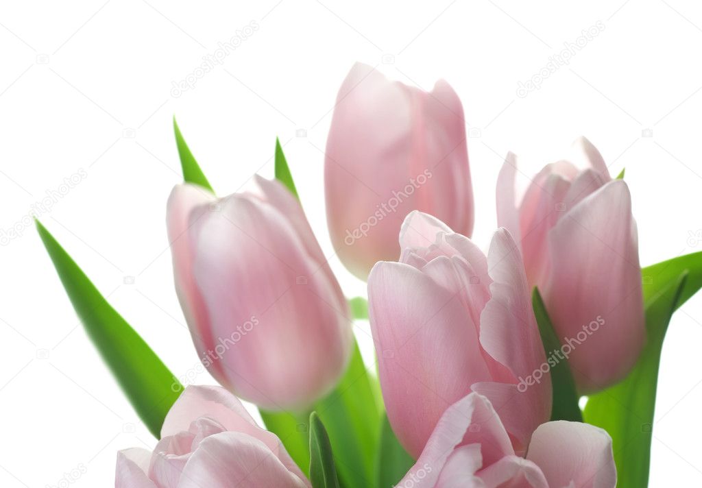 Beautiful Tulips Isolated On White