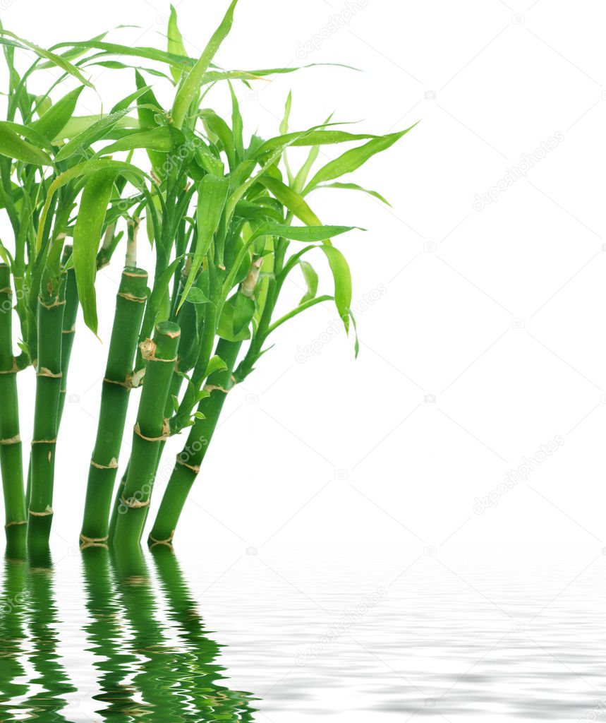 Fresh Bamboo Stock Photo by ©Subbotina 10677303