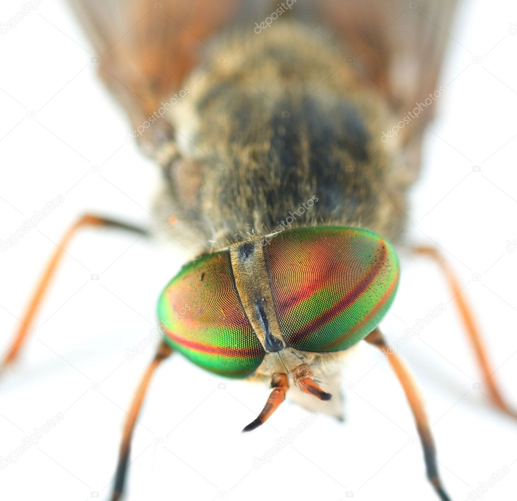 Very Detailed Macro Portrait Of Fly