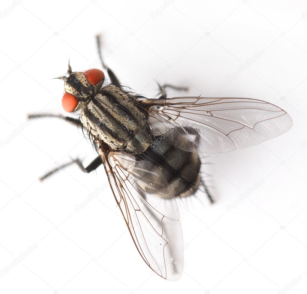 Fly Isolated On White