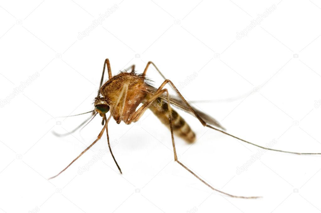Supermacro Of Mosquito Isolated On White