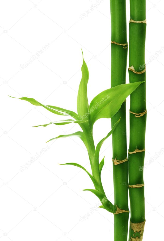 Bamboo Isolated On White