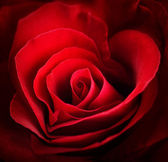 Valentin vörös rózsa. Szív alakú