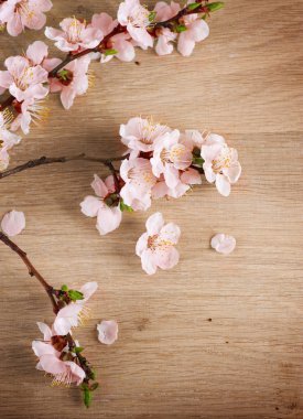 Spring Blossom Over Wooden Background clipart