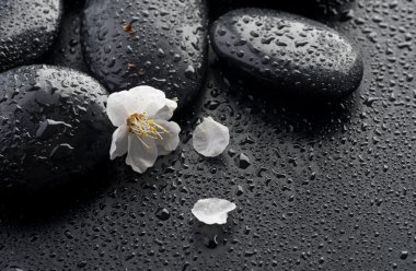 ıslak zen spa taşlar ve bahar çiçek