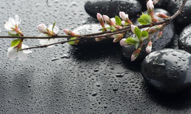 Wet Zen Spa Stones And Sakura Blossom clipart