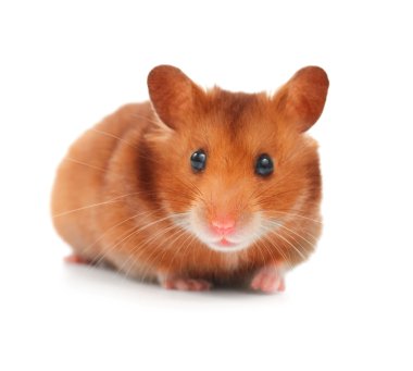 Cute Hamster Isolated On White clipart