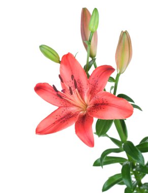 Beautiful Red Lily Flower Over White clipart