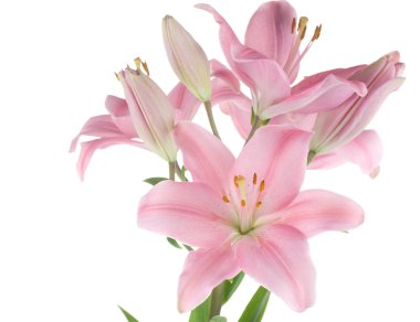 Beautiful Lily Isolated On White clipart