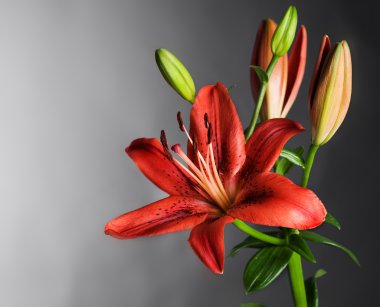 Beautiful Red Lily Flower Over Black clipart
