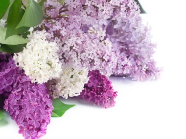 Beautiful Lilac Flowers Border clipart