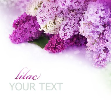 Spring Lilac Border. Isolated On White clipart