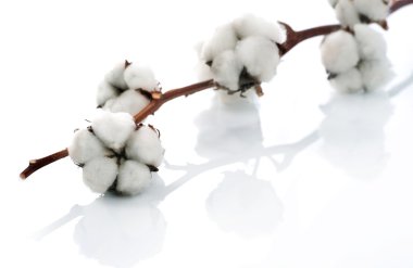 Cotton Over White clipart