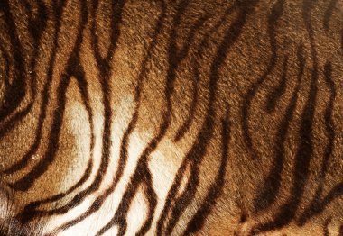 Tiger Texture clipart