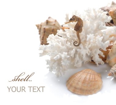 Seashells clipart