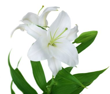 Beautiful White Lily Isolated clipart
