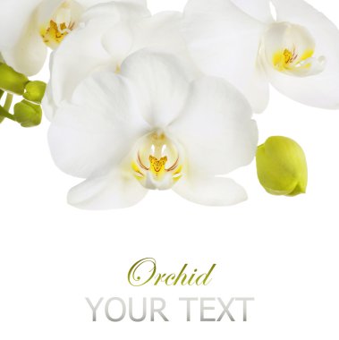 White Orchid Flower clipart