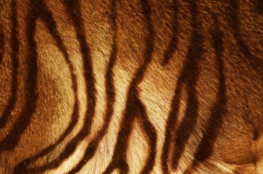 Tiger Texture clipart