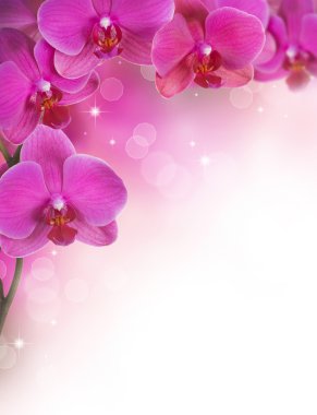 Orchid Flowers clipart