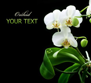 Beautiful White Orchid isolated on black clipart