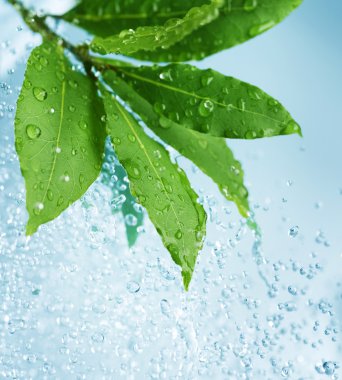 Beautiful Fresh Leaves with Water drops clipart