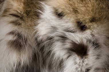 Lynx Fur Background clipart