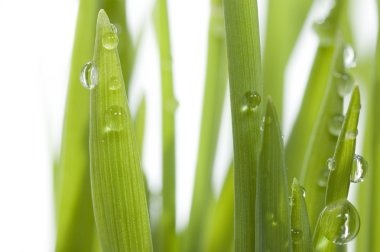 Close-up Of Fresh Green Grass clipart