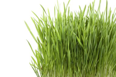 Green Grass clipart