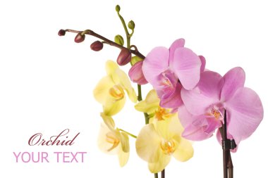 Orchids clipart