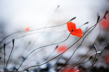 Abstract Poppies. Shallow DOF clipart