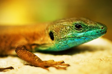 Lizard Closeup clipart