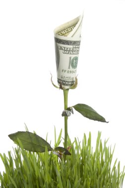 Growing Money Rose. Conceptual Image clipart