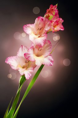 Gladiolus Autumn Flower Design clipart