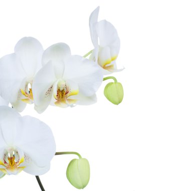 Orchid over white clipart