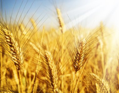 Wheat clipart