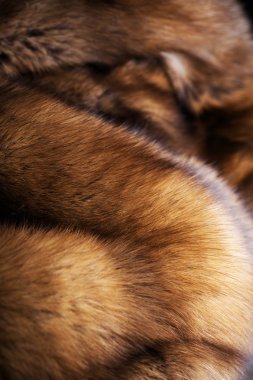 Luxury Sable Fur clipart