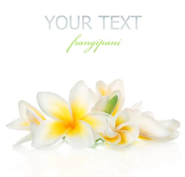 Frangipani Spa Flowers clipart