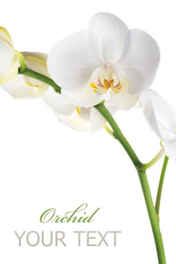 Orchid clipart