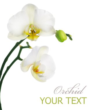 Orchid Isolated On White clipart