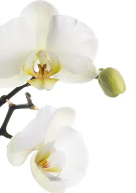 White Orchid clipart