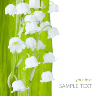 Lily-of-the-valley Isolated On White clipart