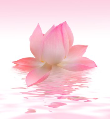 Beautiful Lotus clipart