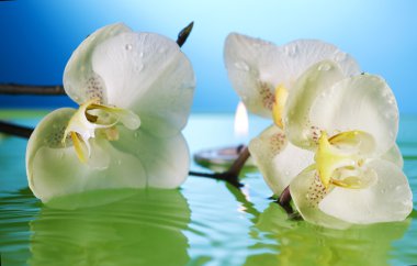 White Orchid In Water clipart